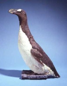 Marele pinguin nordic